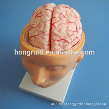 ISO Human Brain with Arteries on Head Model, Head Anatomy model